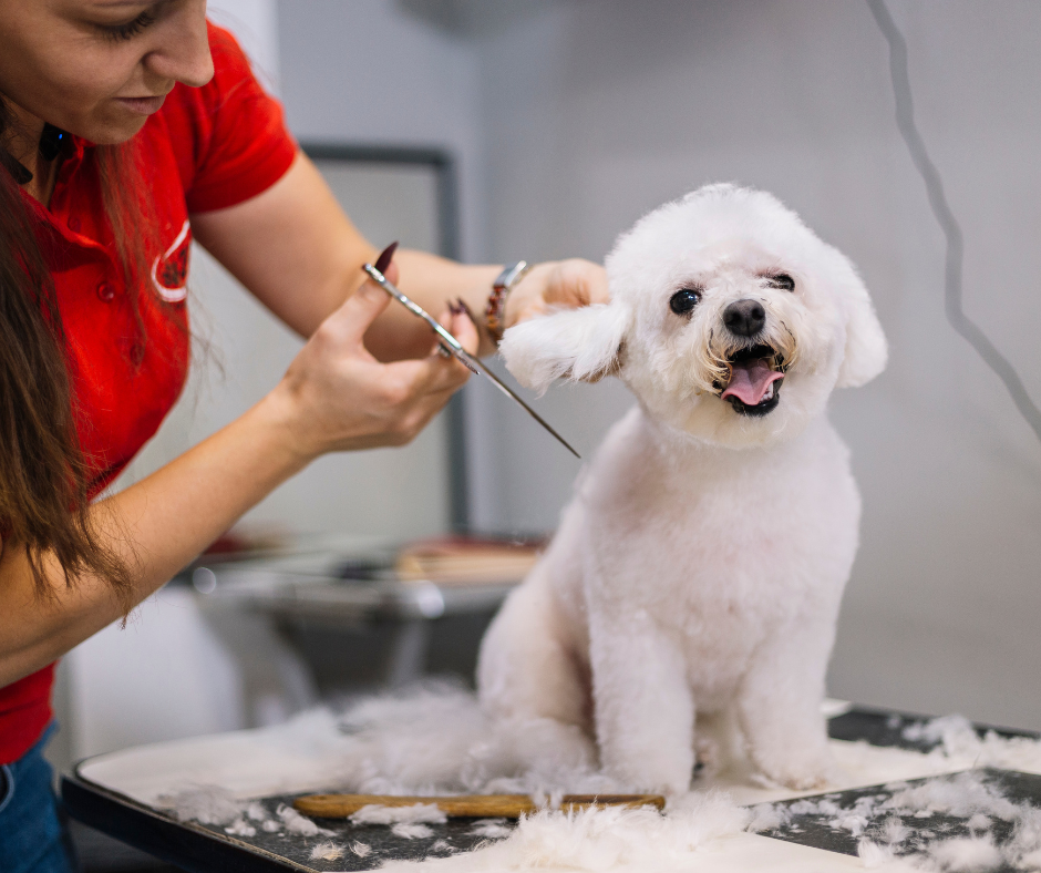 Designing a Captivating Website for a Pet Grooming Salon